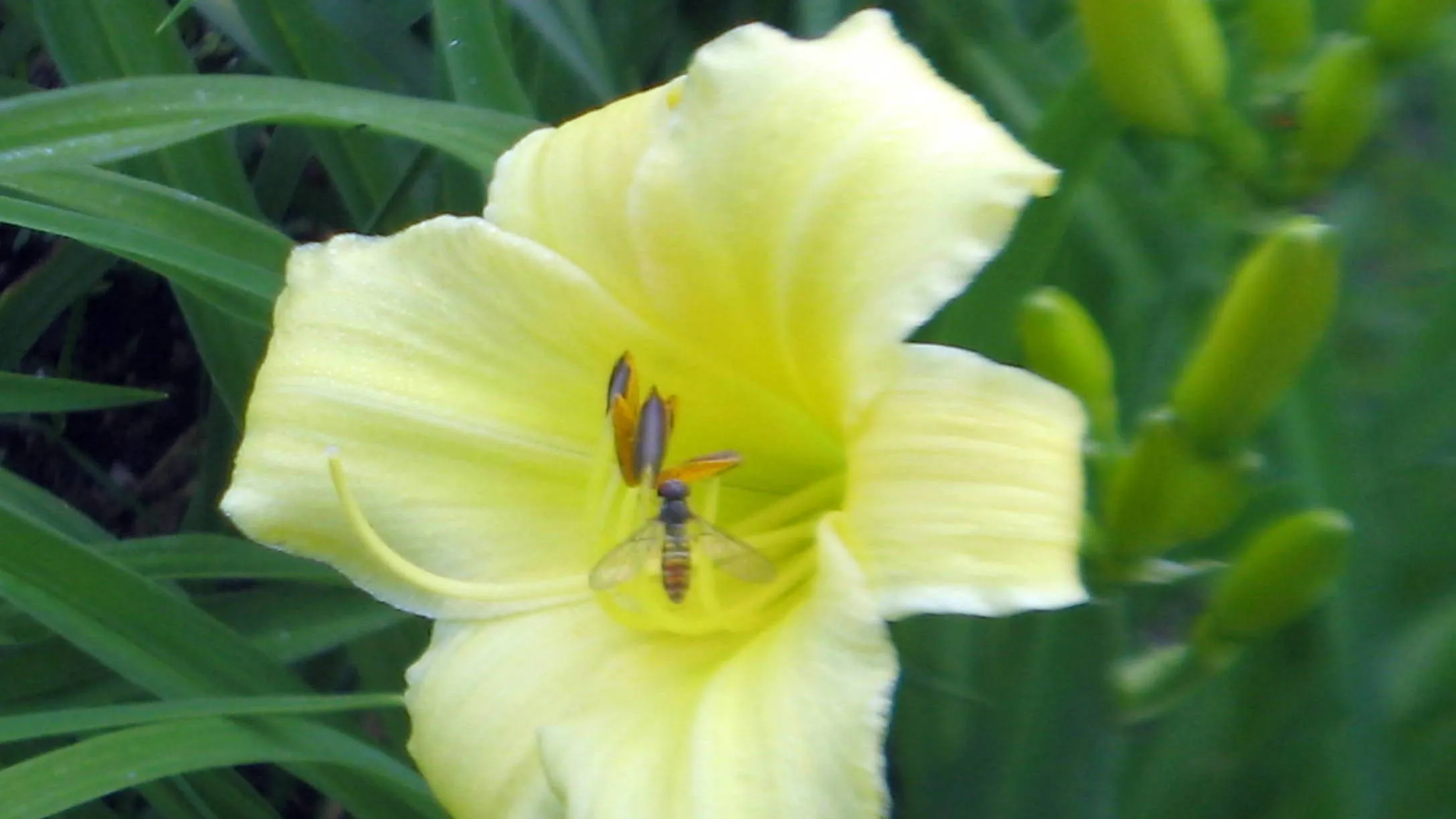 hemerocallis met zweefvlieg1