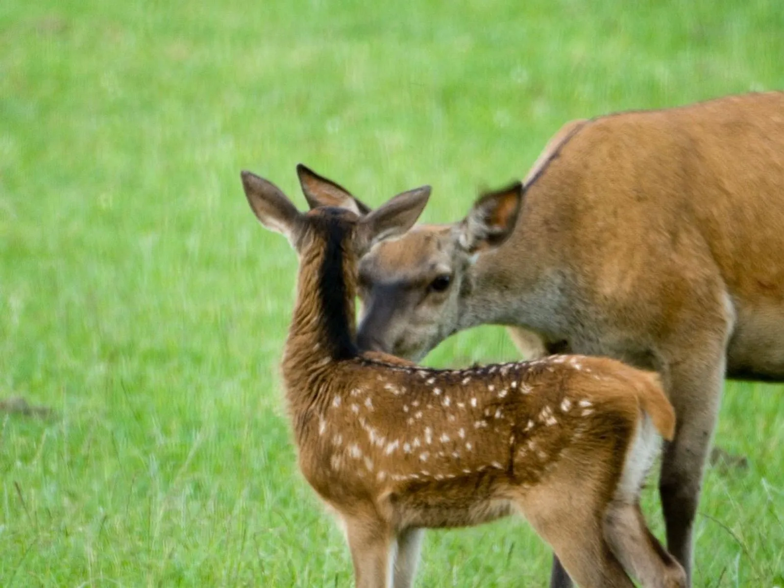 hinde met kalf nc veluwe
