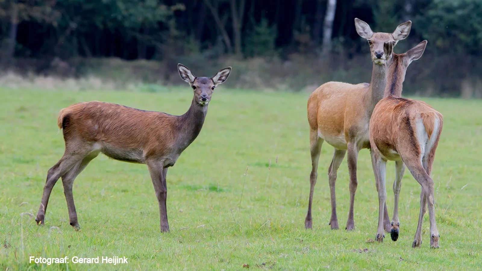 hindes1 wildkansel