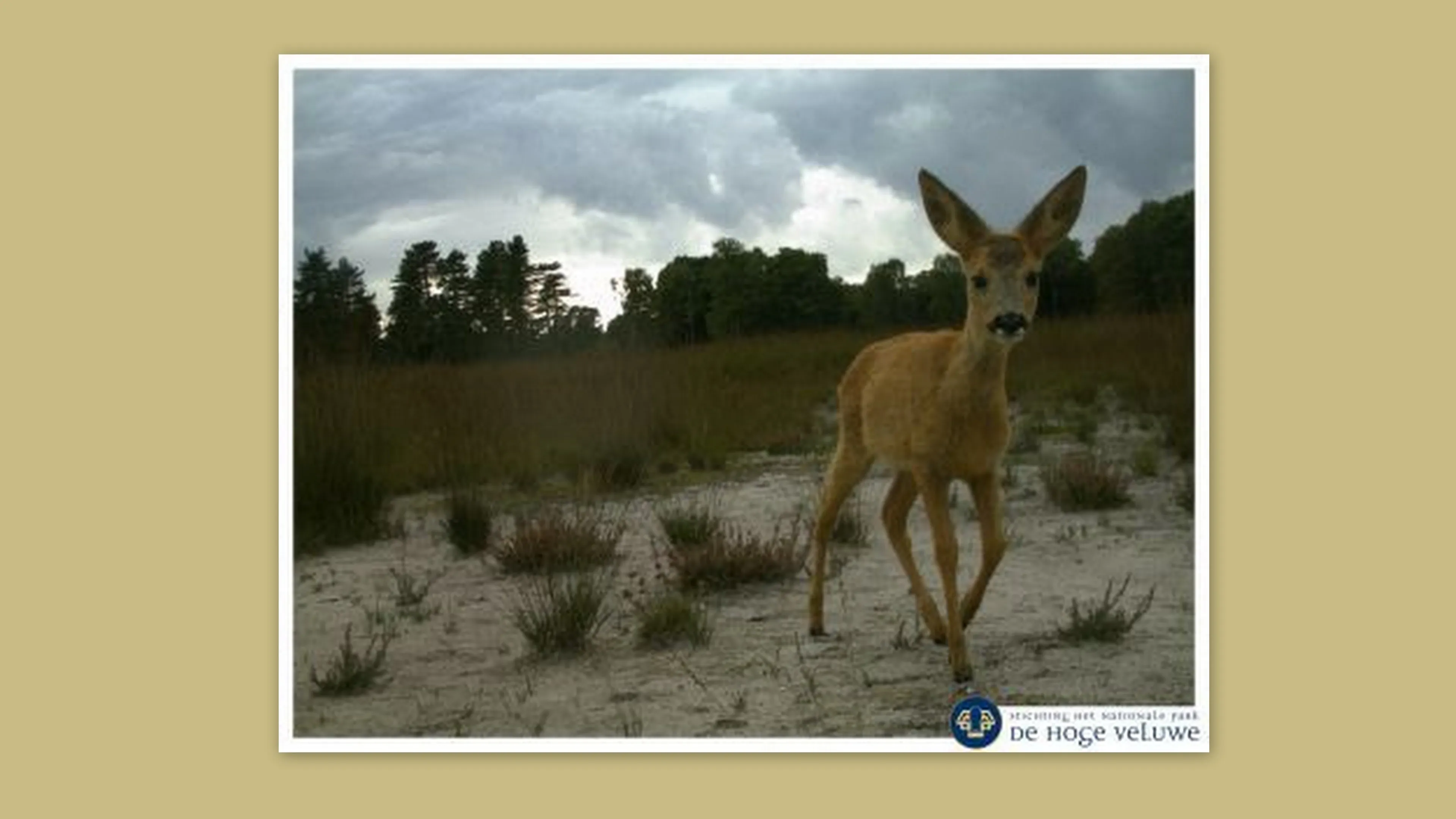 hoge veluwe snapshot