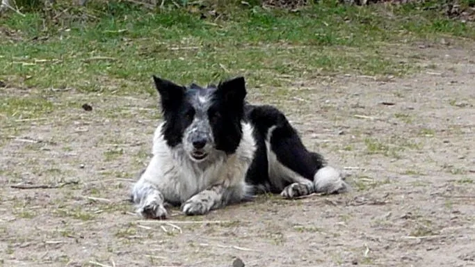 hond