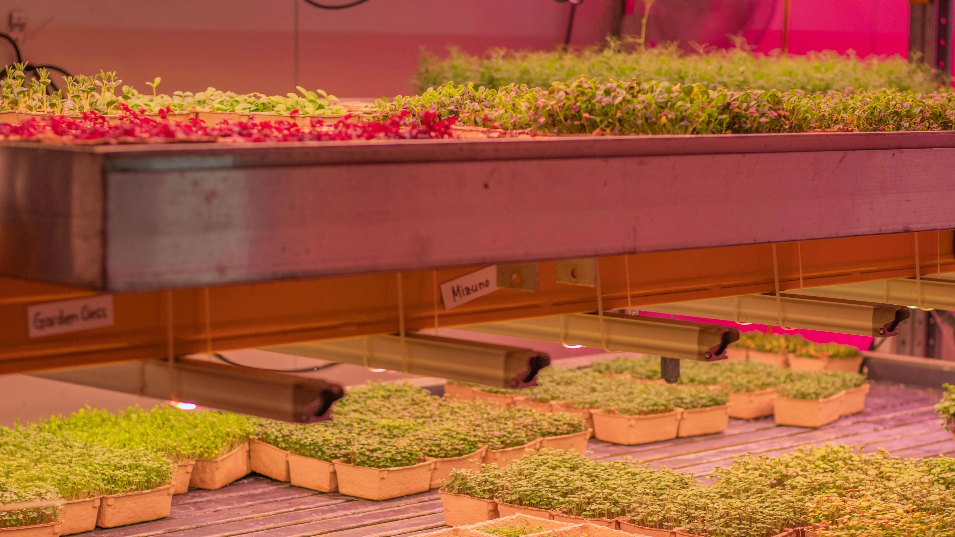 hoog planten
