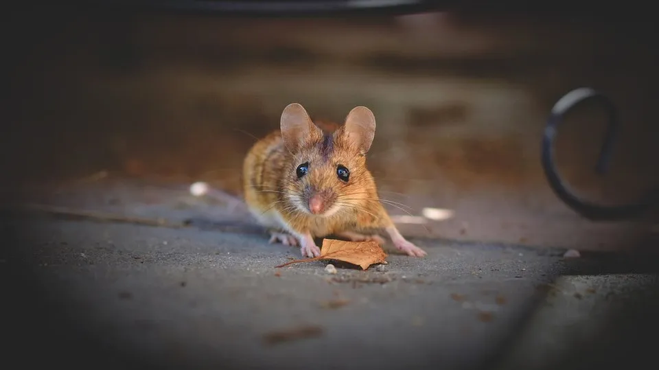 house mouse 5344690 960 720