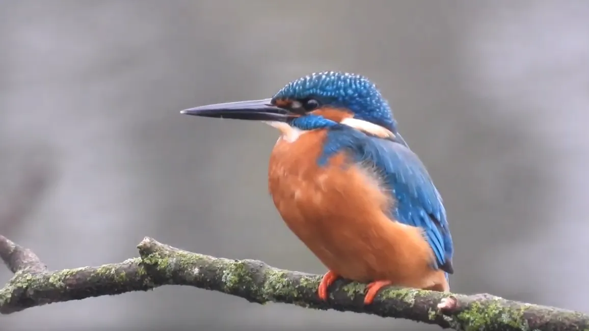 ijsvogel michael de vries