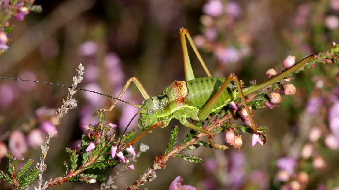 insect dw zandingede
