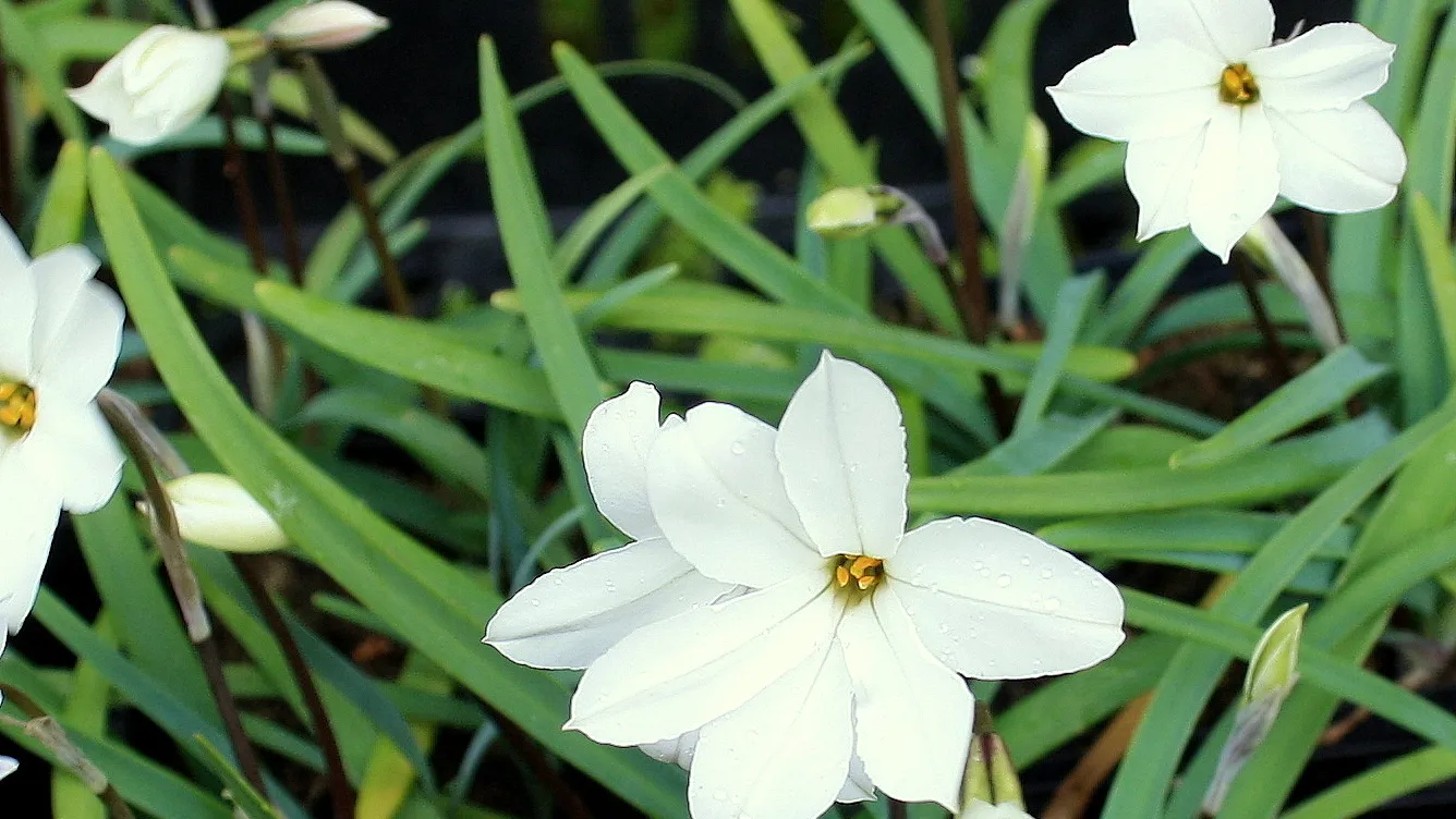 ipheion alberto castillo1