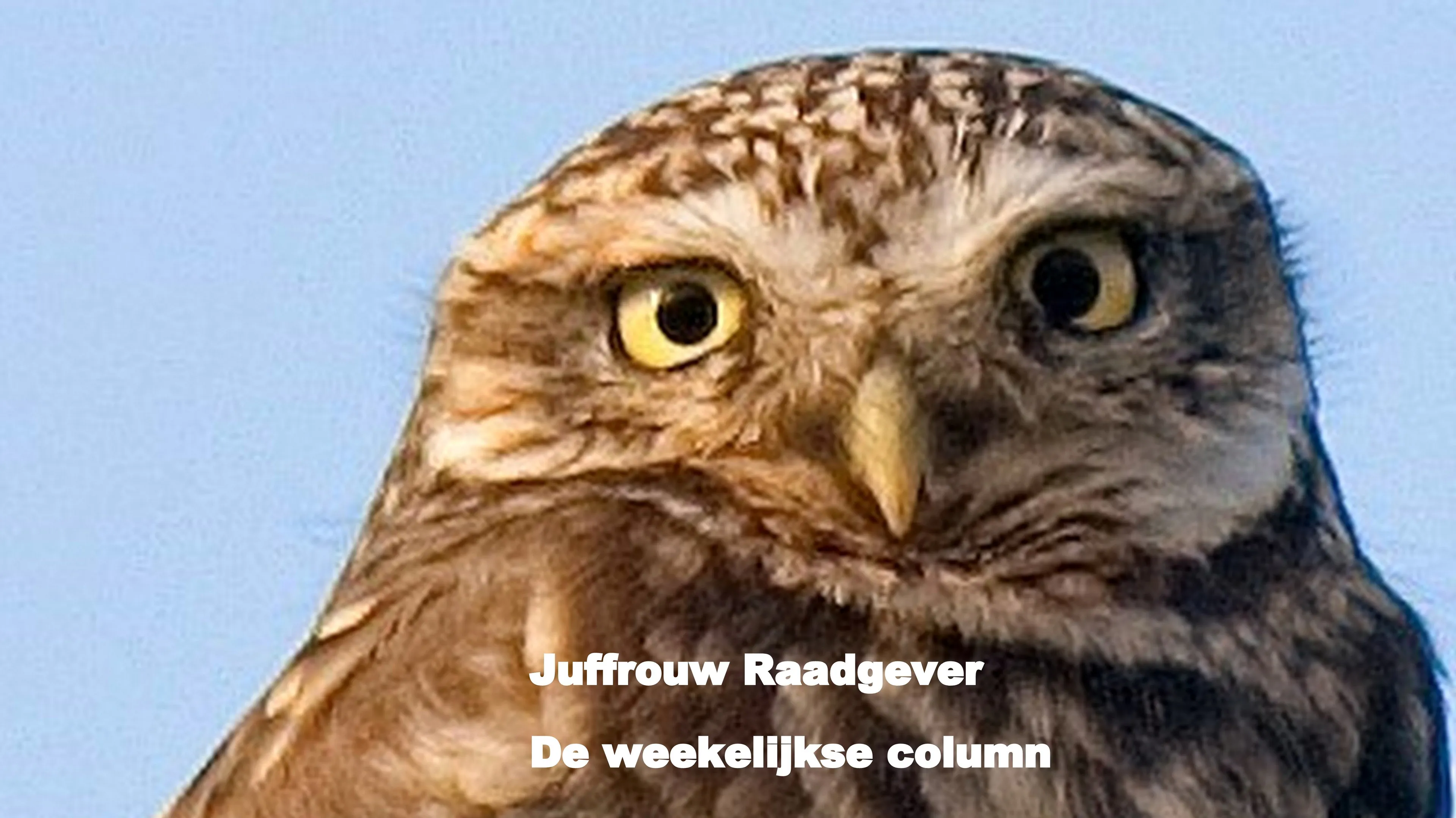 juffrouw raadgever groot met tekst