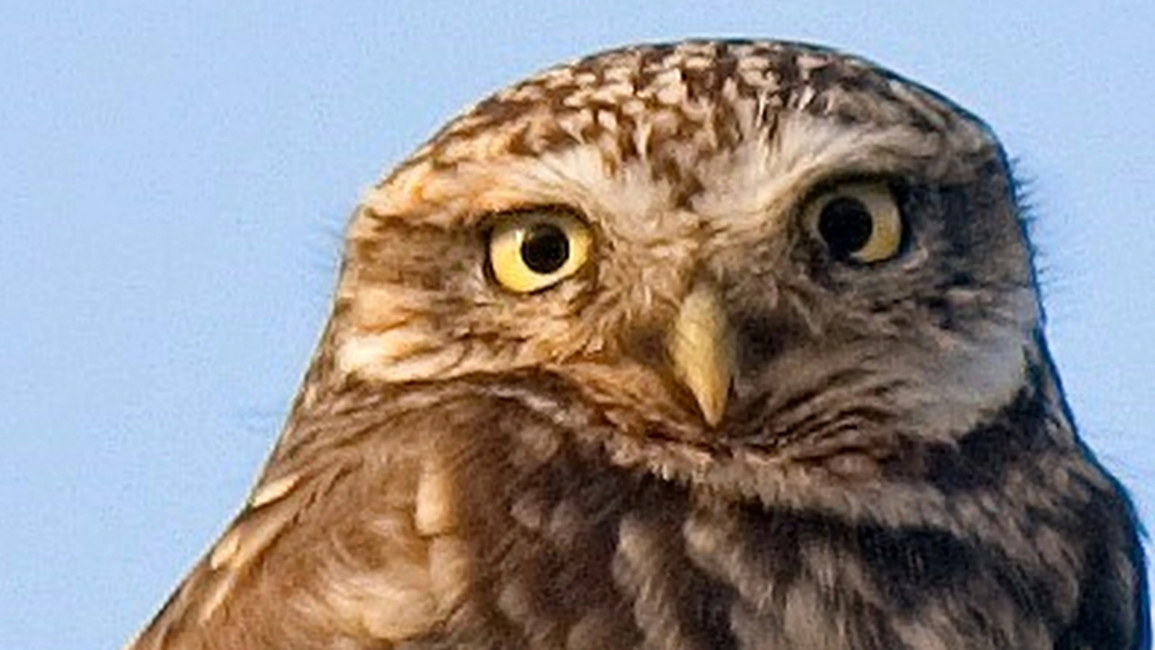 juffrouw raadgever groot1