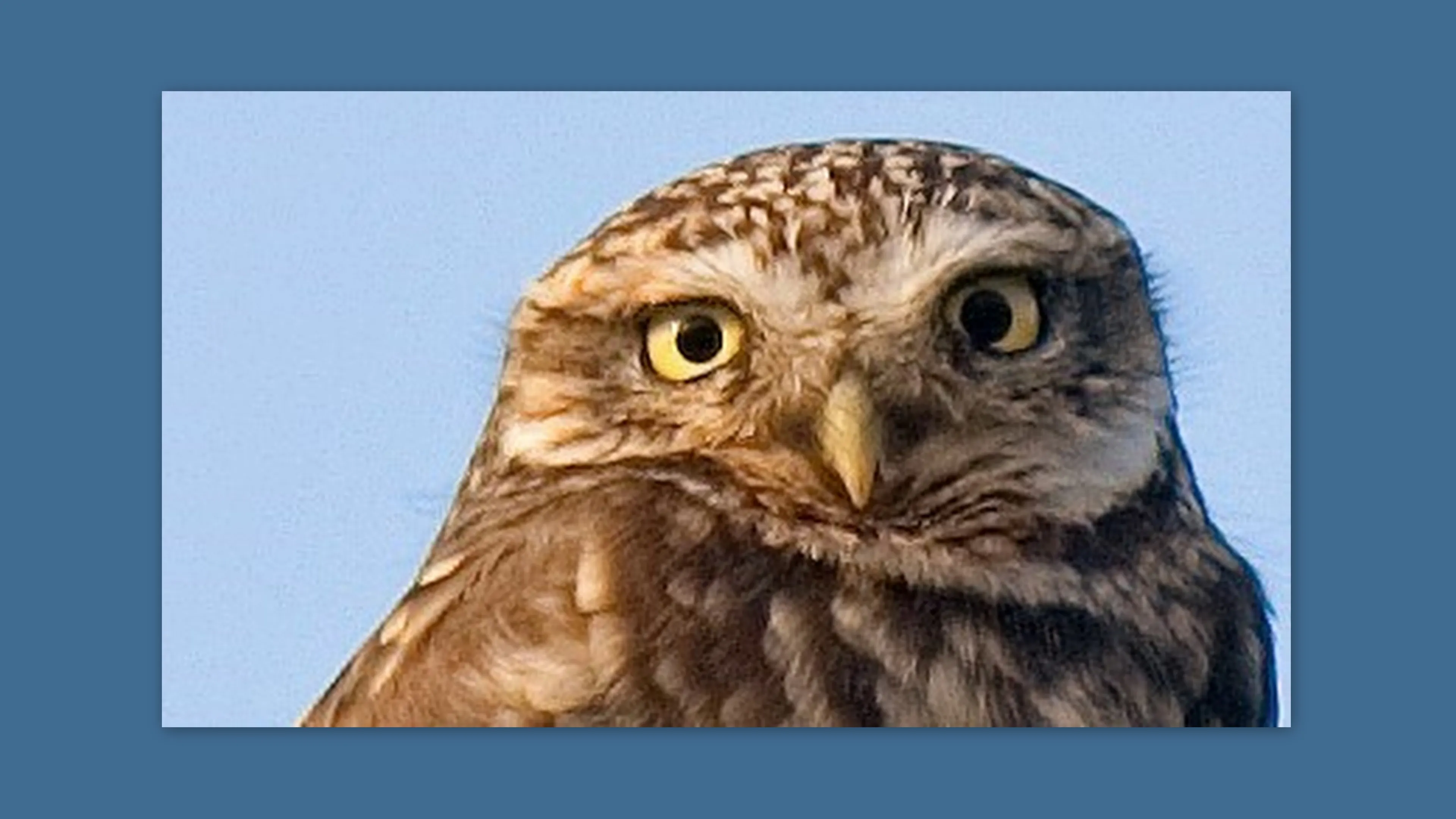 juffrouw raadgever nieuw