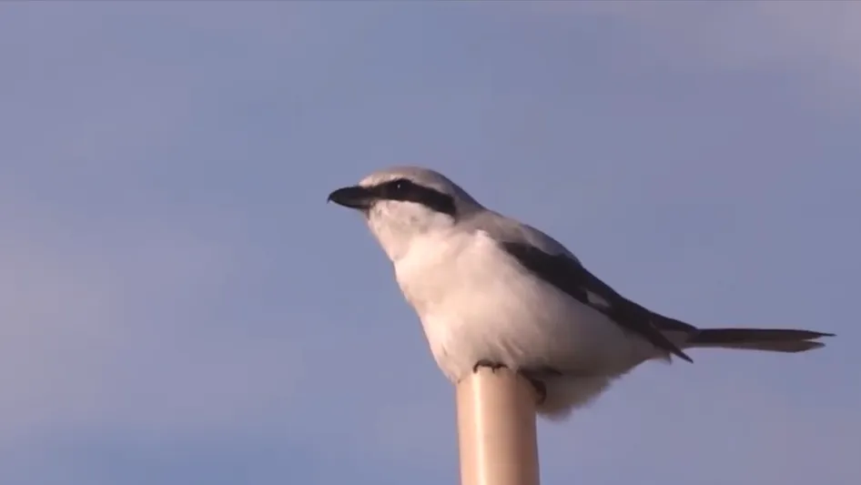 klapekster michael de vries