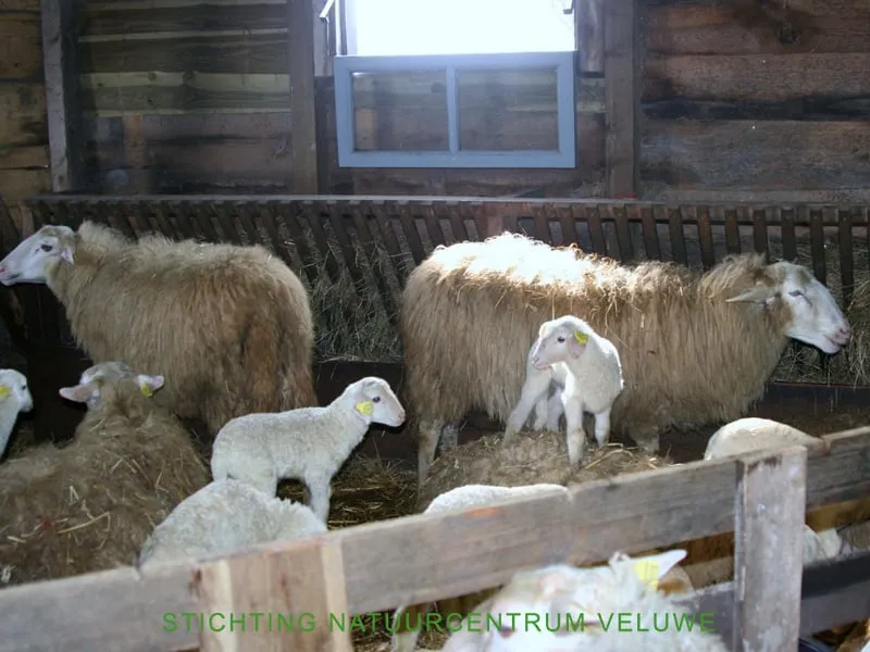 kraamvisite schaapskooi 01