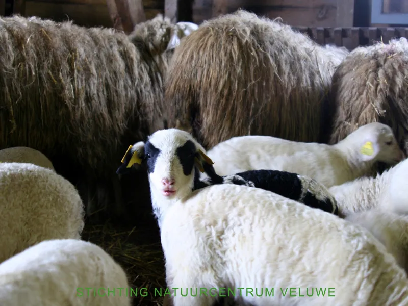 kraamvisite schaapskooi 05 nc veluwe