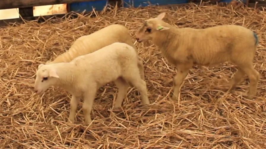 lammetjes edese schaapskudden ede 2020 chris ouboter