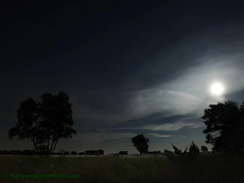 midzomernachtwandeling 01