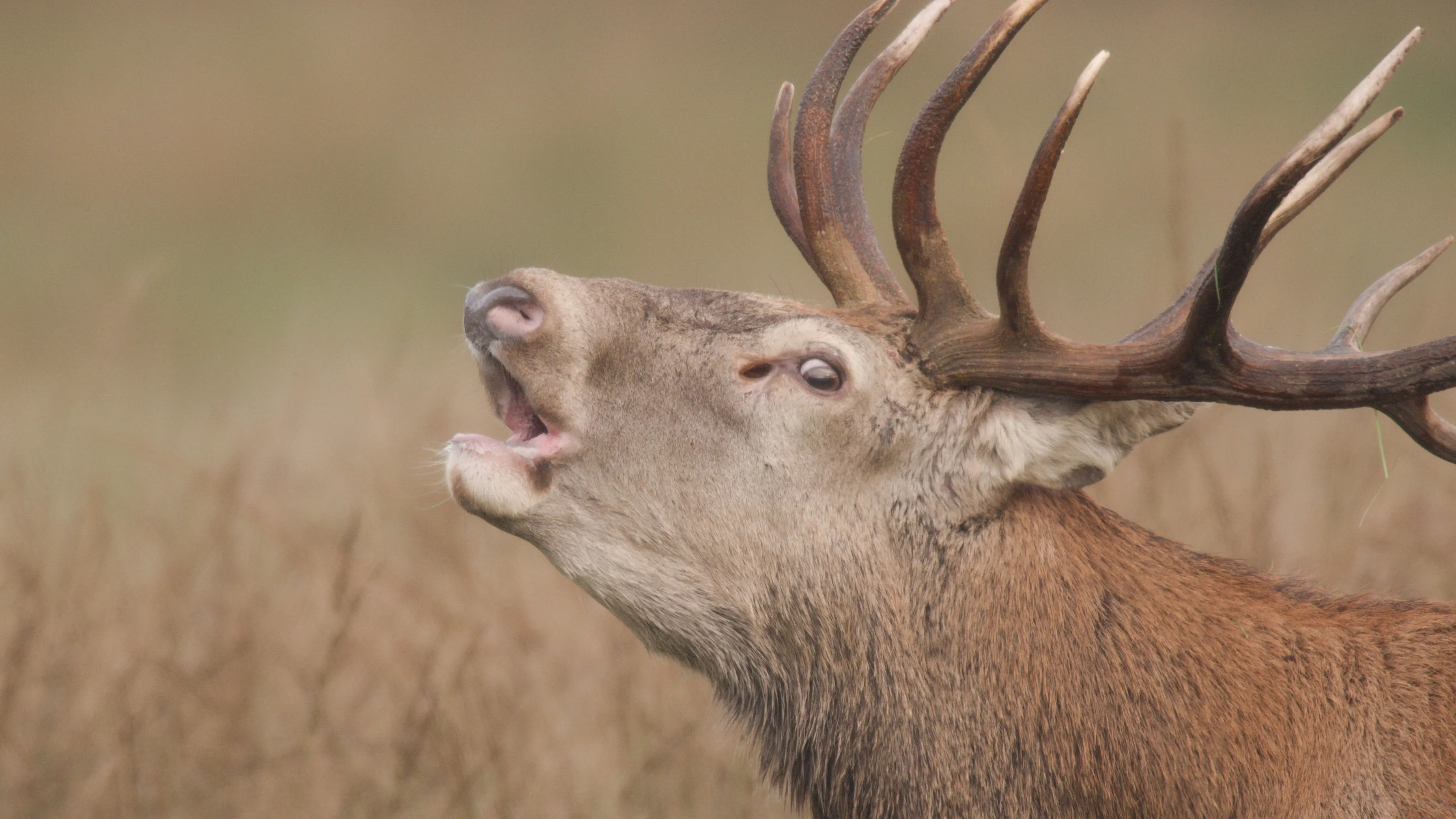 nc veluwe bronsttocht foto luc enting 20161124 39