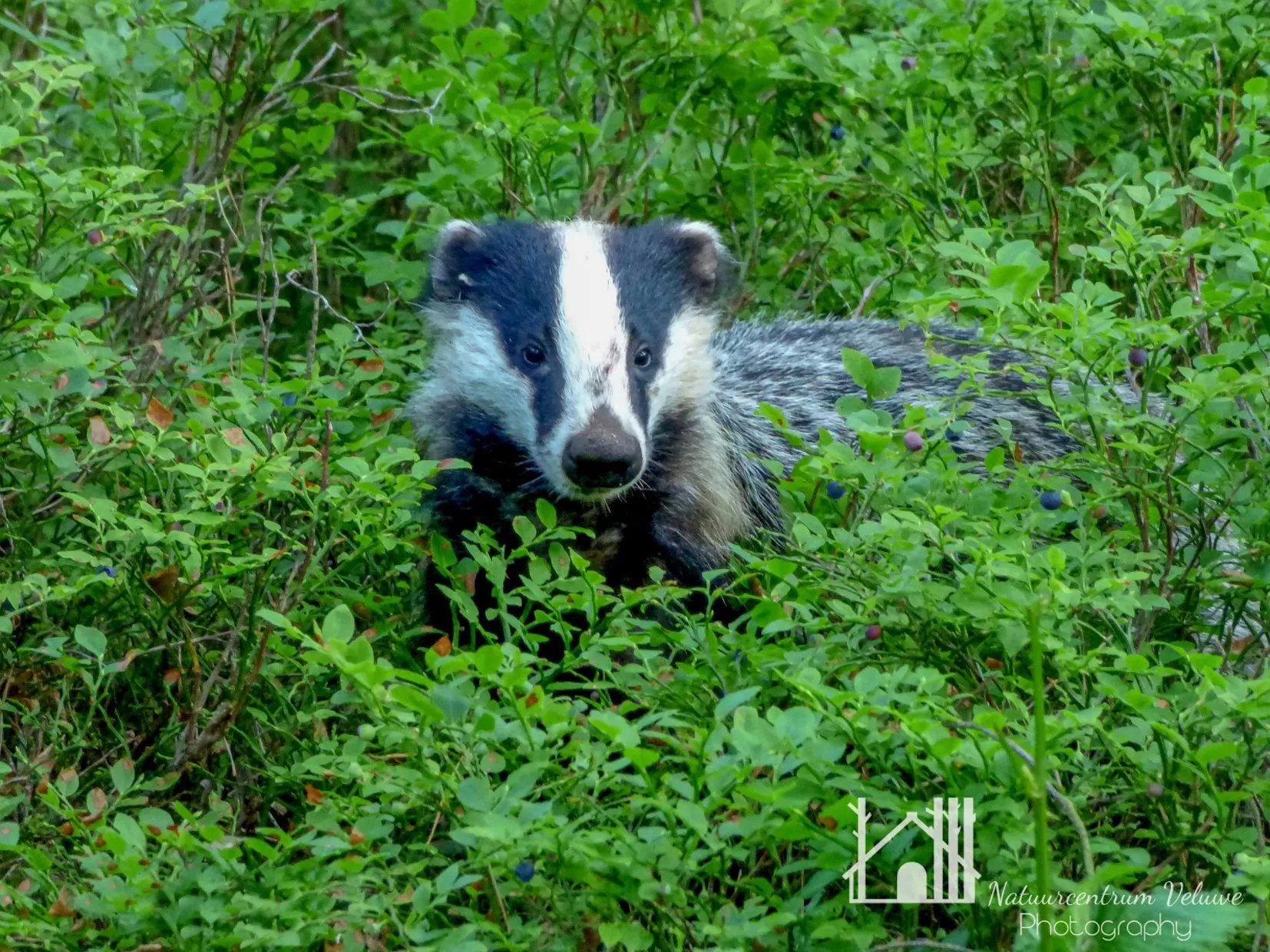 nc veluwe buutenfotos kieken 01 300dpi