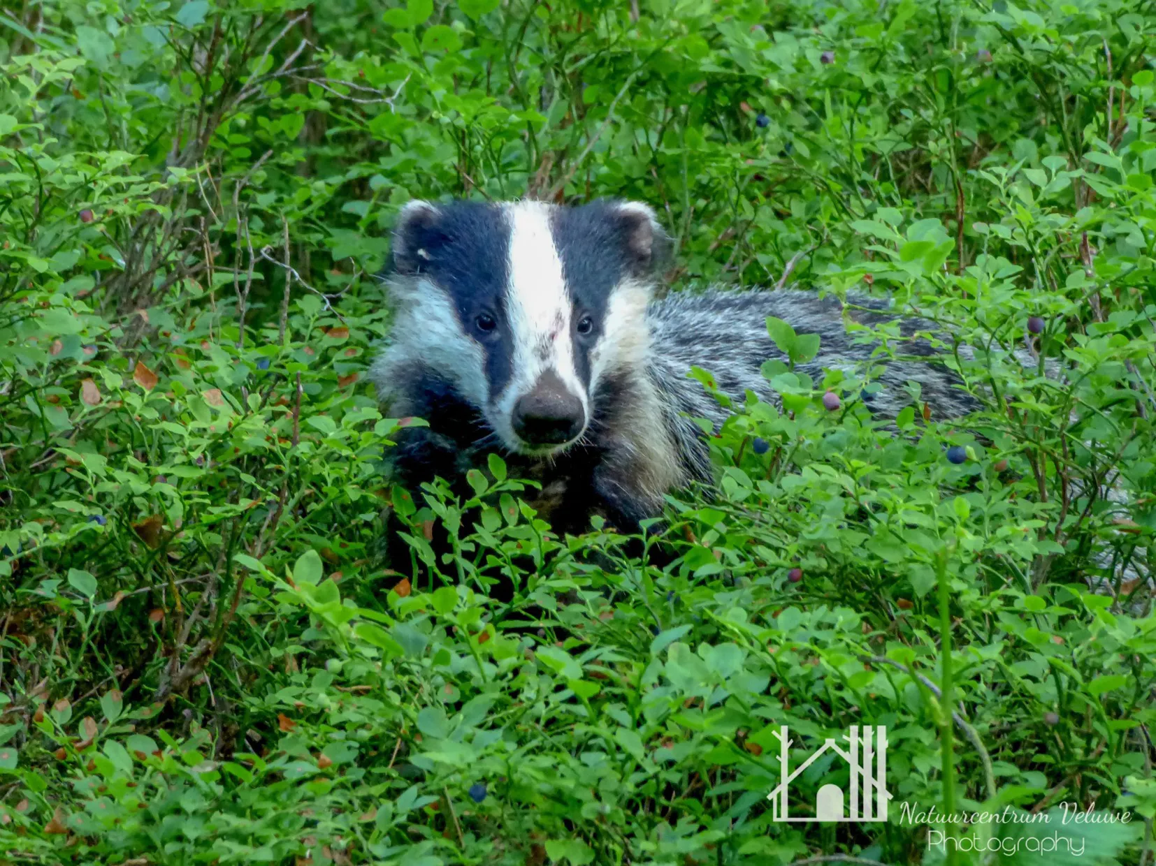 nc veluwe buutenfotos kieken 01 300dpi