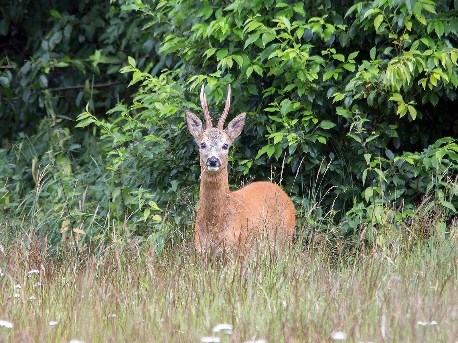 nc veluwe reebok
