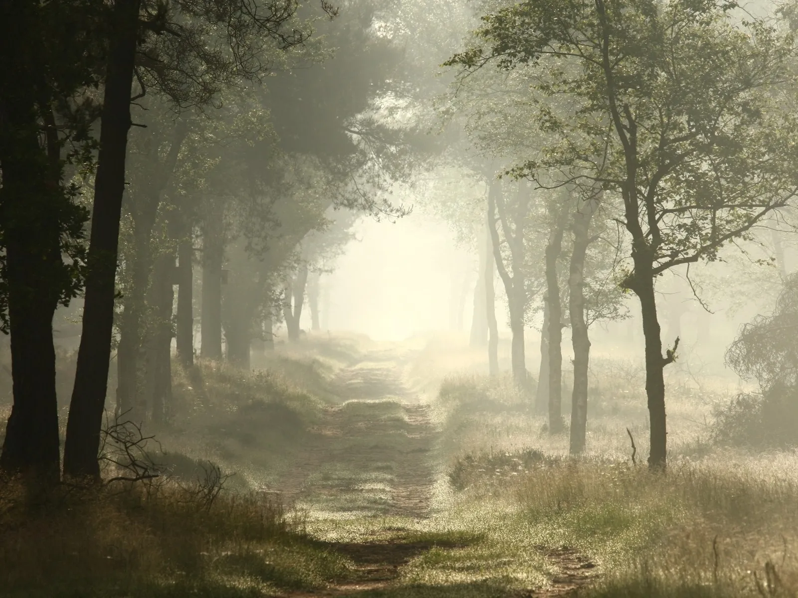 ochtenddauw nc veluwe