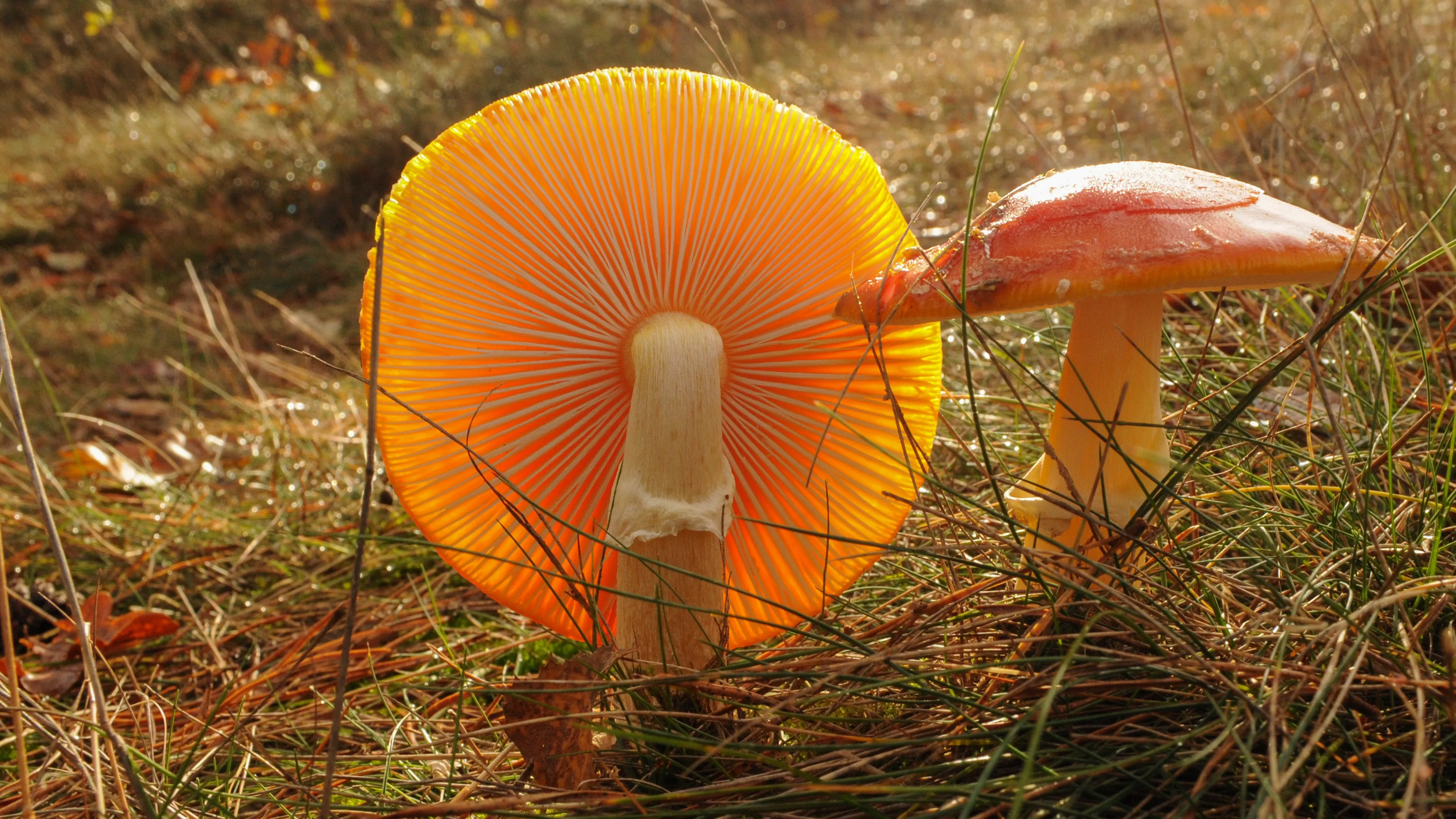 p amaniet vliegenzwam 8