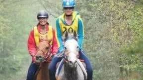 paard