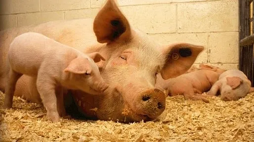 pigs pixabay 340