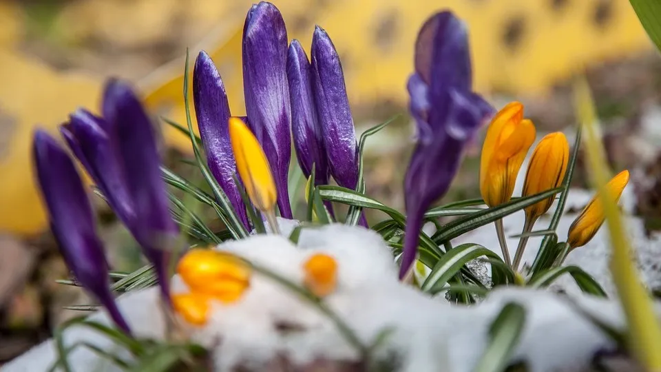 pixabay krokus sneeuw