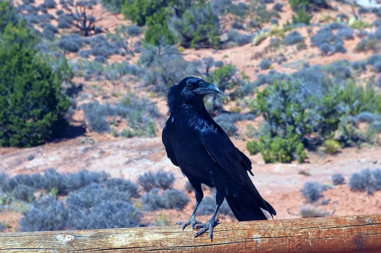 raven at arches 3971829 1280 pixabay