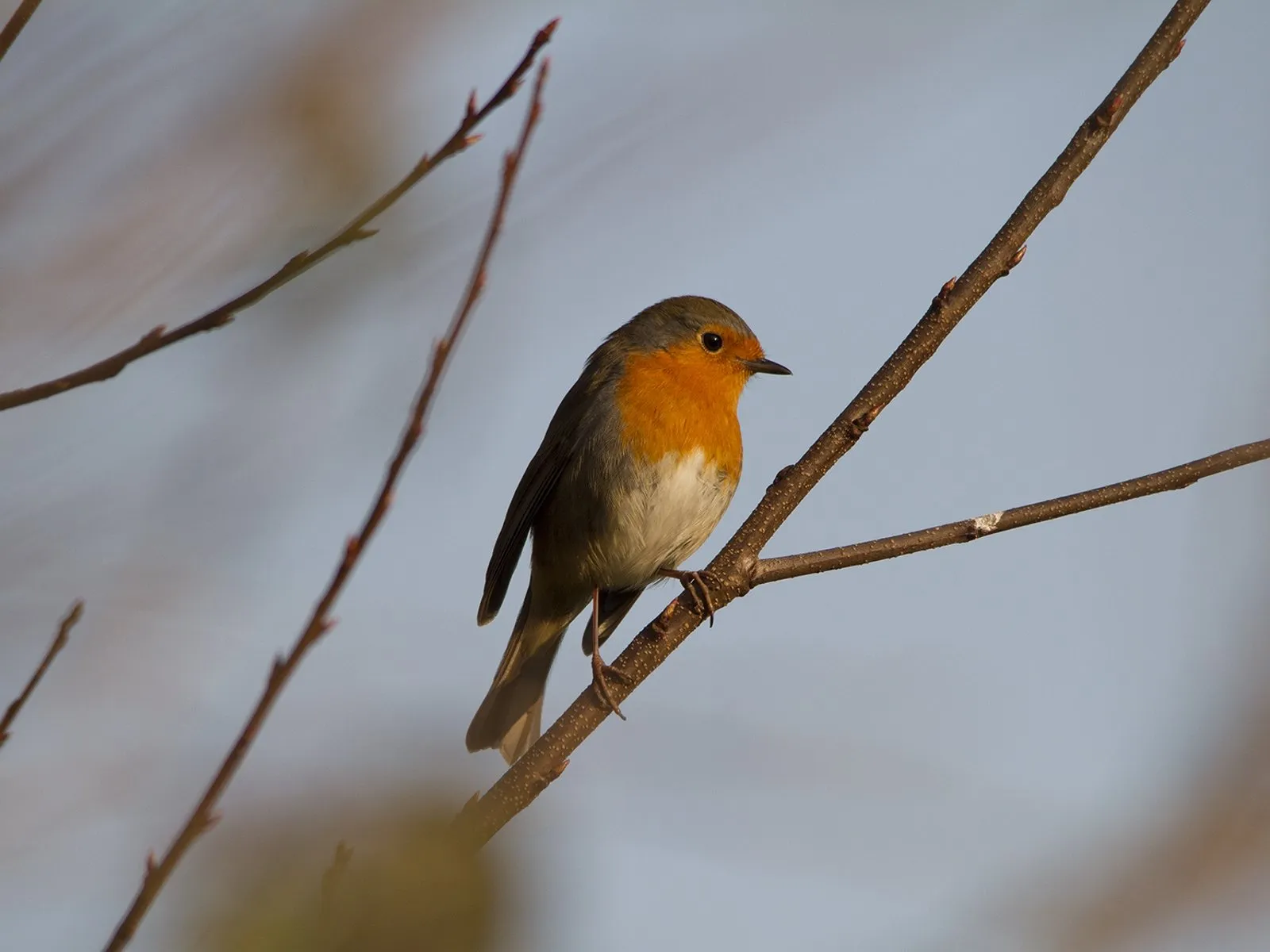 roodborstje nc veluwe
