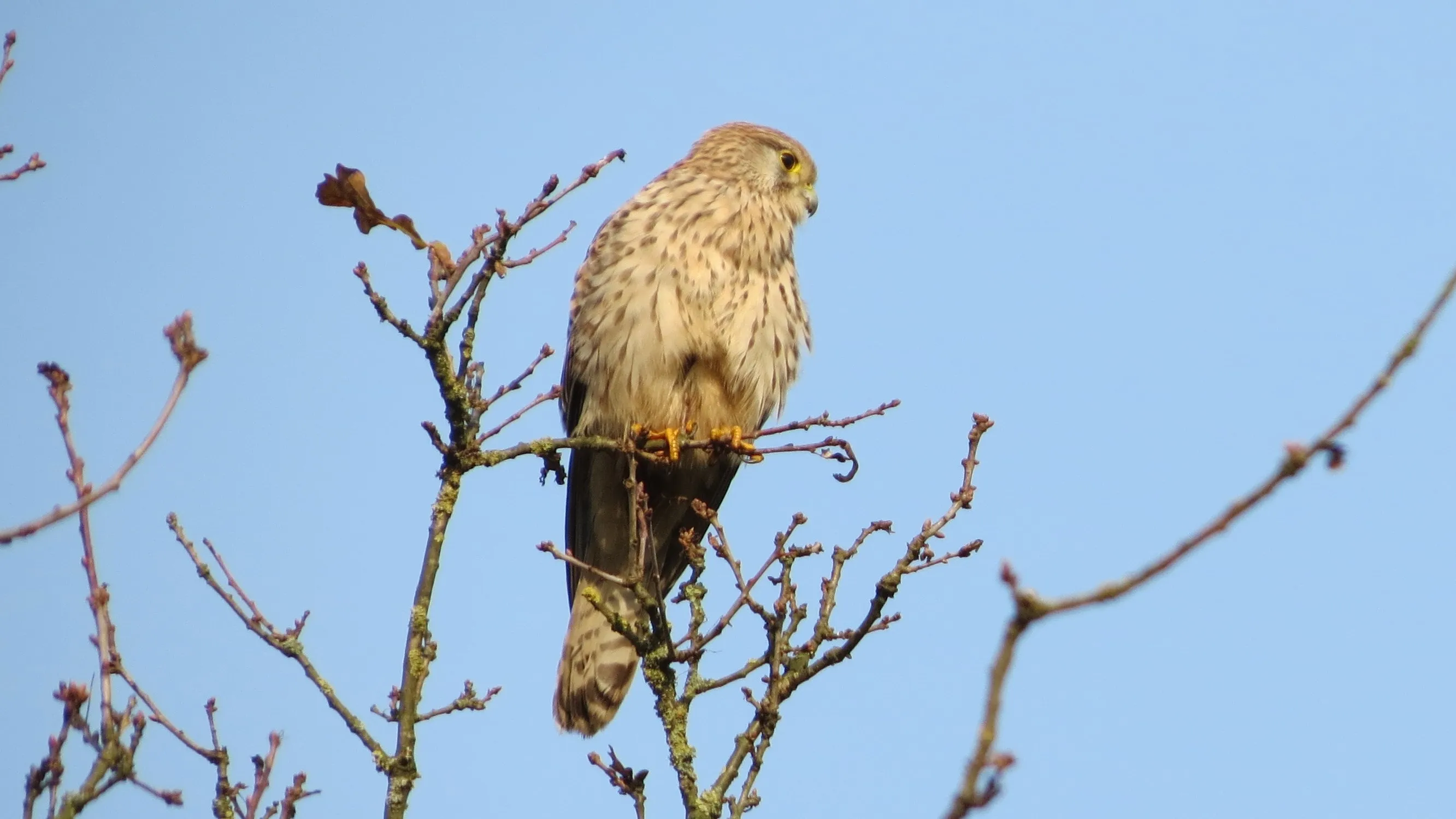 roofvogel beeldbank rechtenvrij