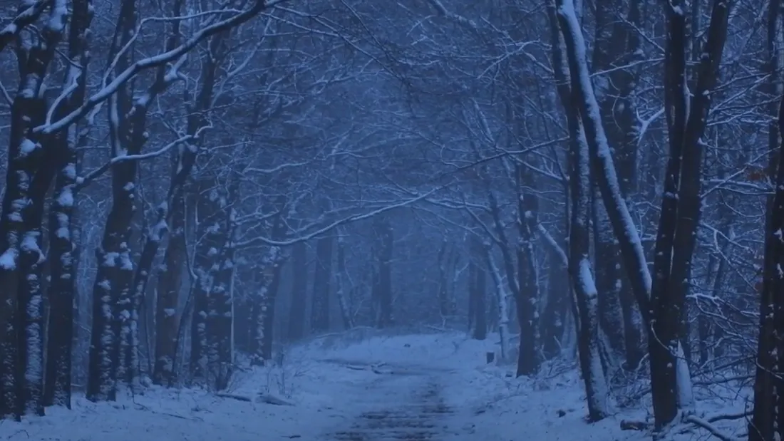 sneeuw ede bos