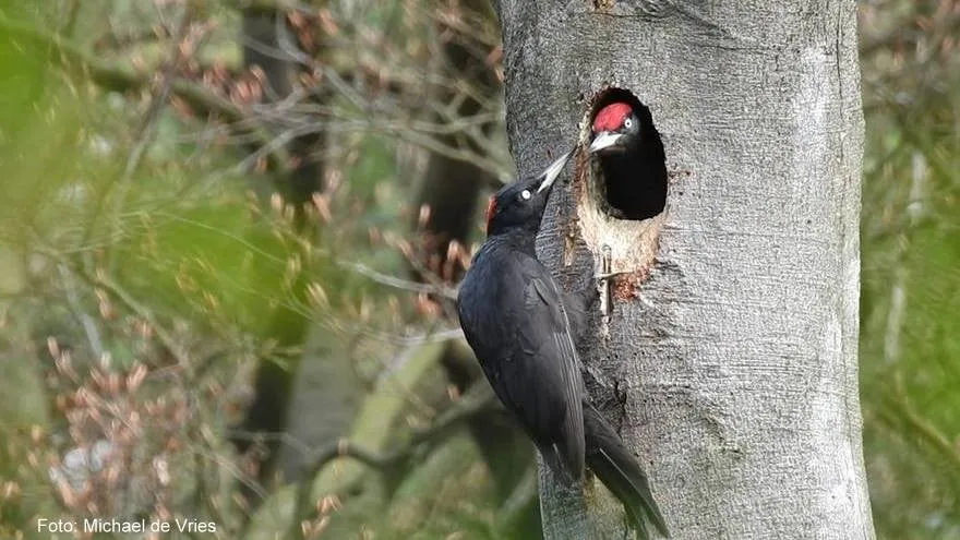 specht michael de vries