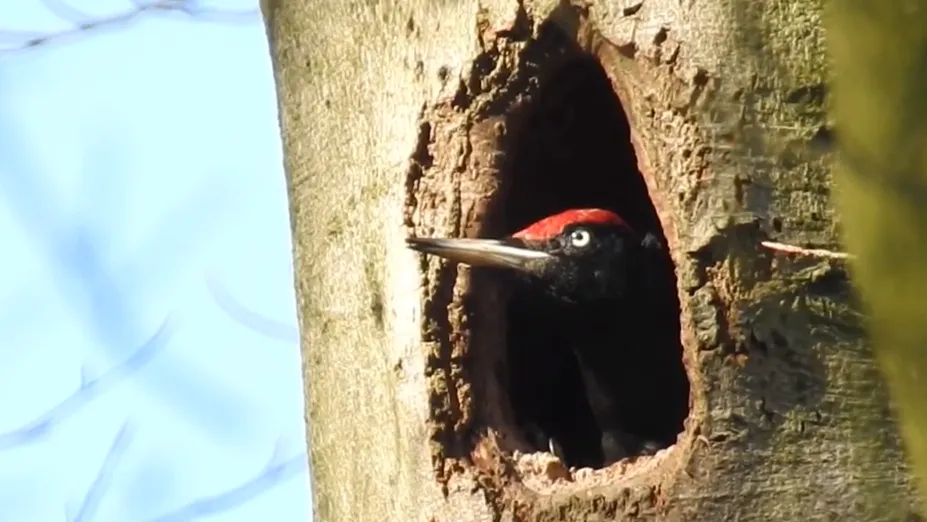 specht michael de vries