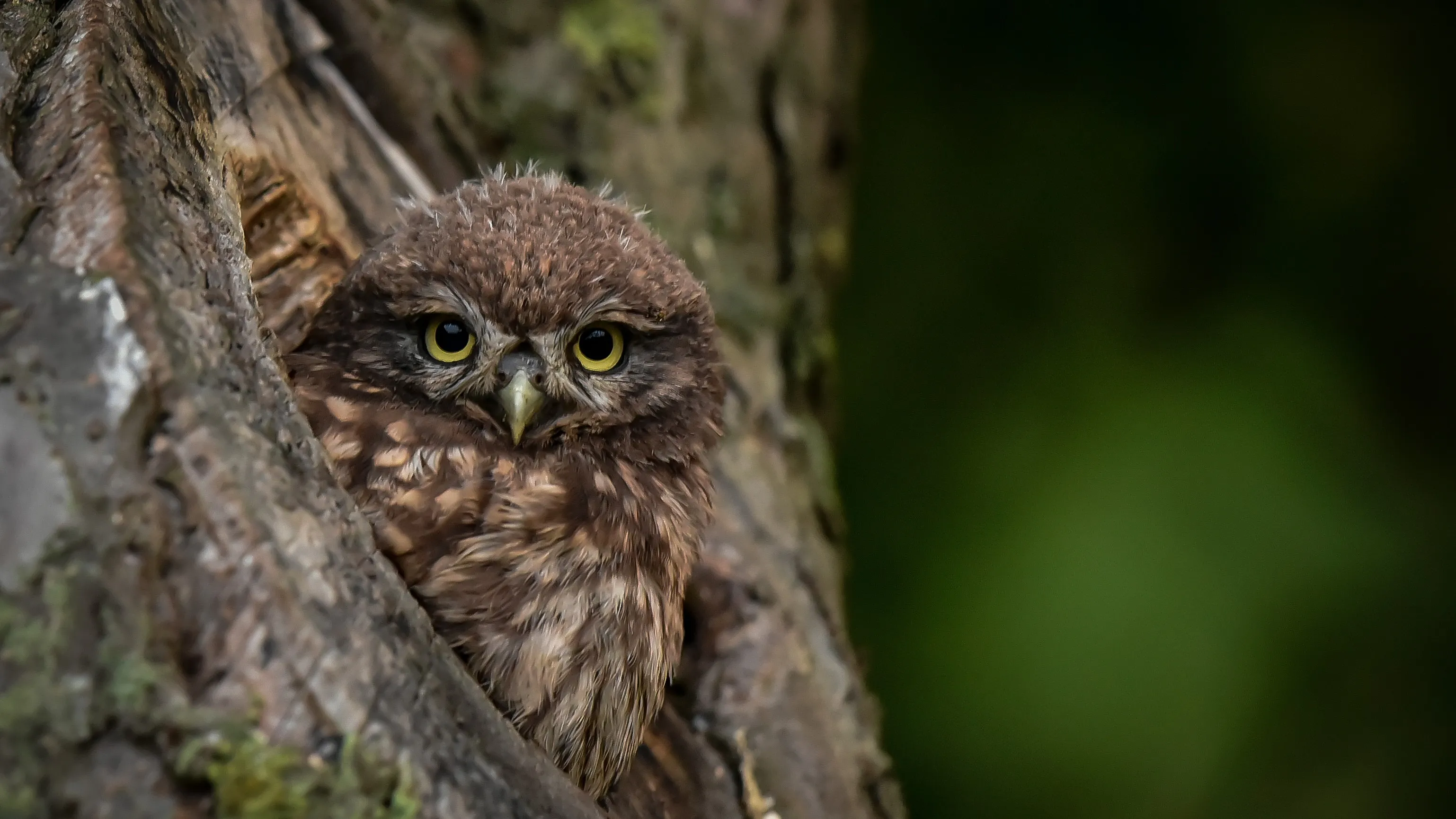 steenuil henk vd burg in de boom