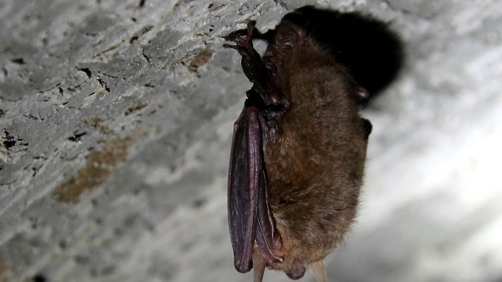 vleermuis 03 nc veluwe