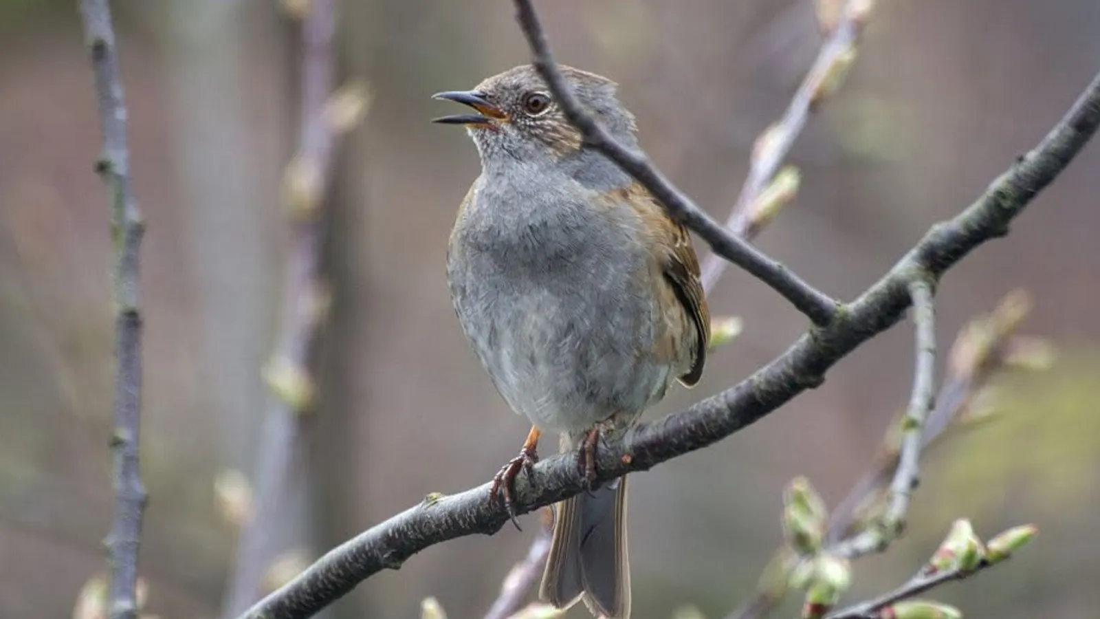 vroege vogels nc veluwe 1