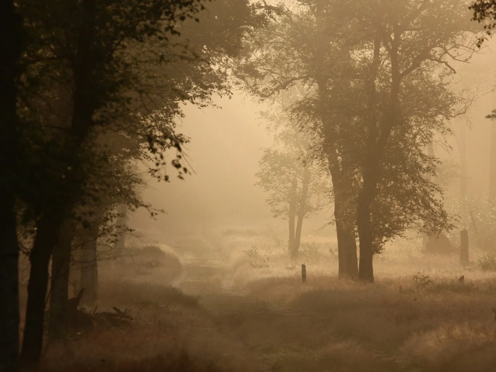 vroege wandeling nc veluwe