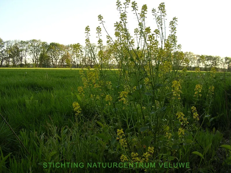 wandelen tussen bos en heide 01