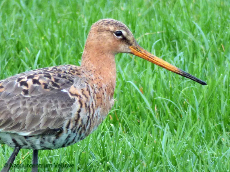 weidevogels 01 grutto