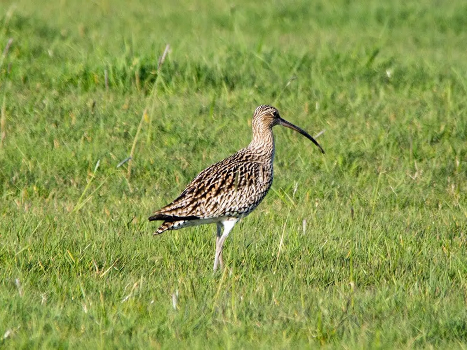 weidevogels wulp nc veluwe 1