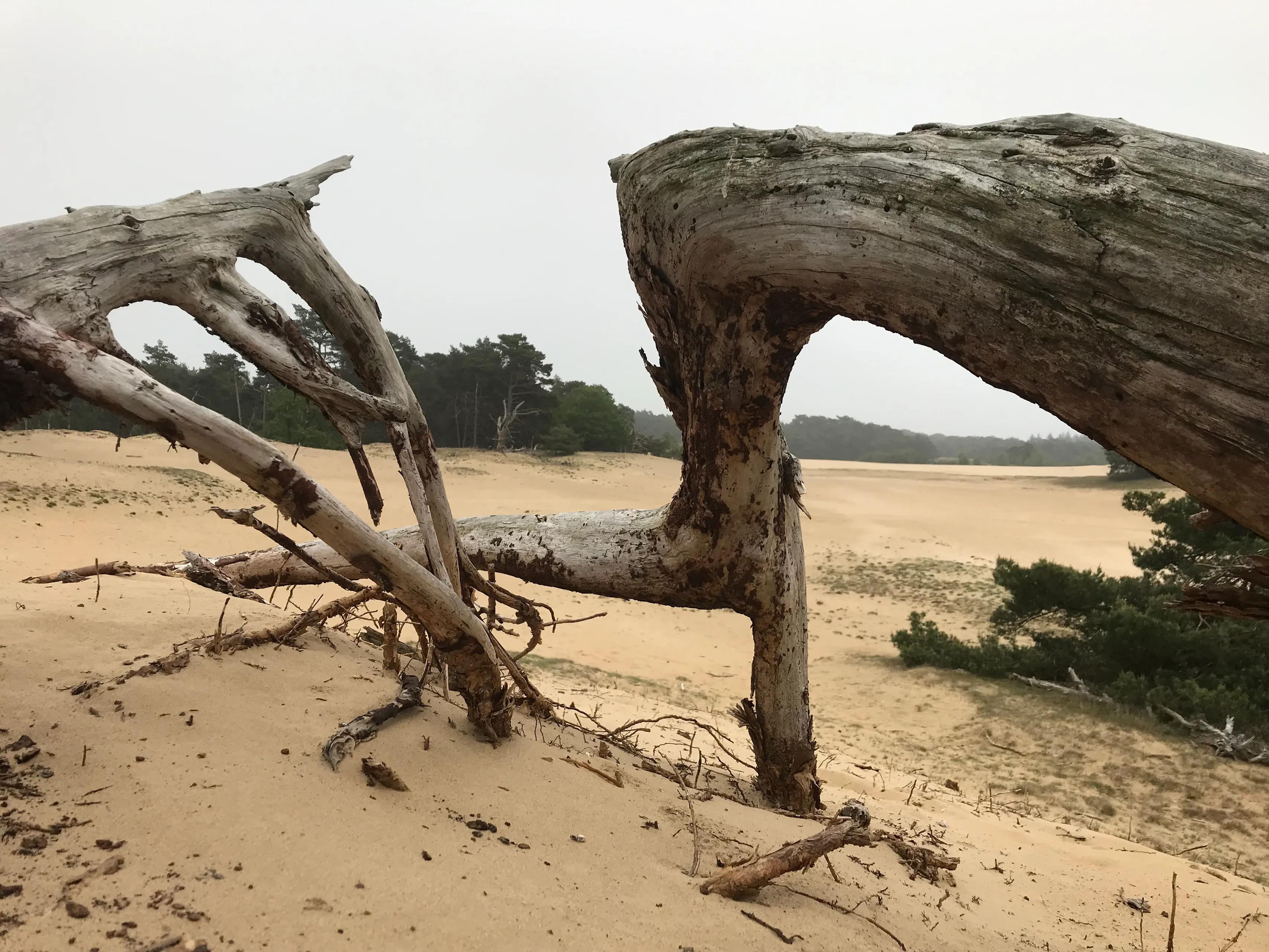 wekeromse zand 2img 7928