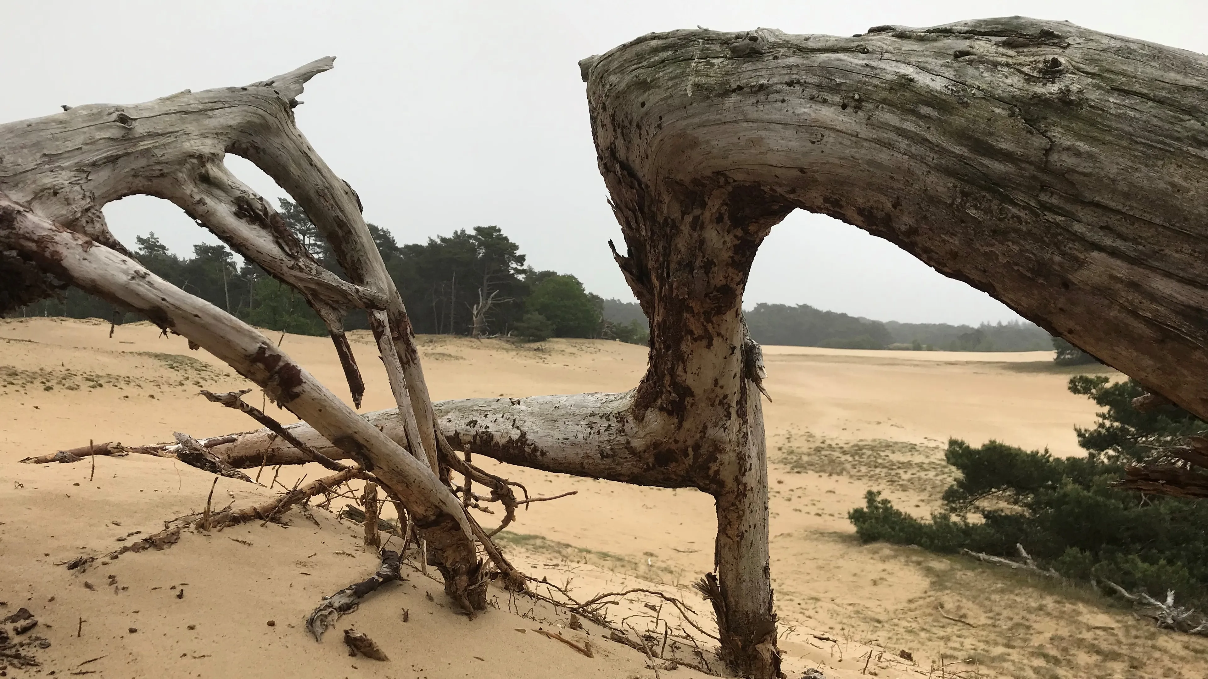 wekeromse zand 5 img 7928