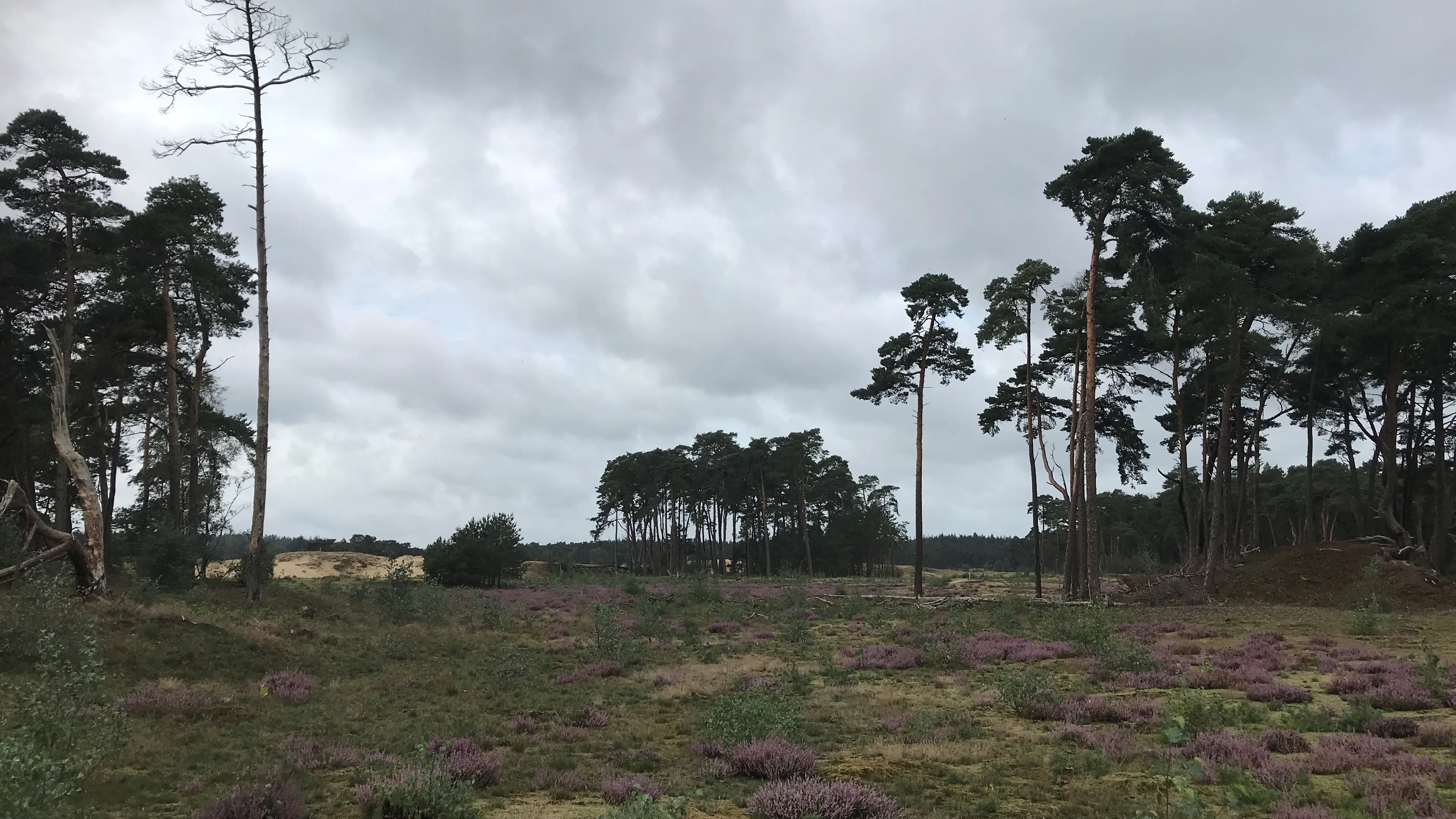 wekeromse zand img 6193