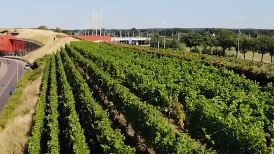wijngaard zuid veluwe