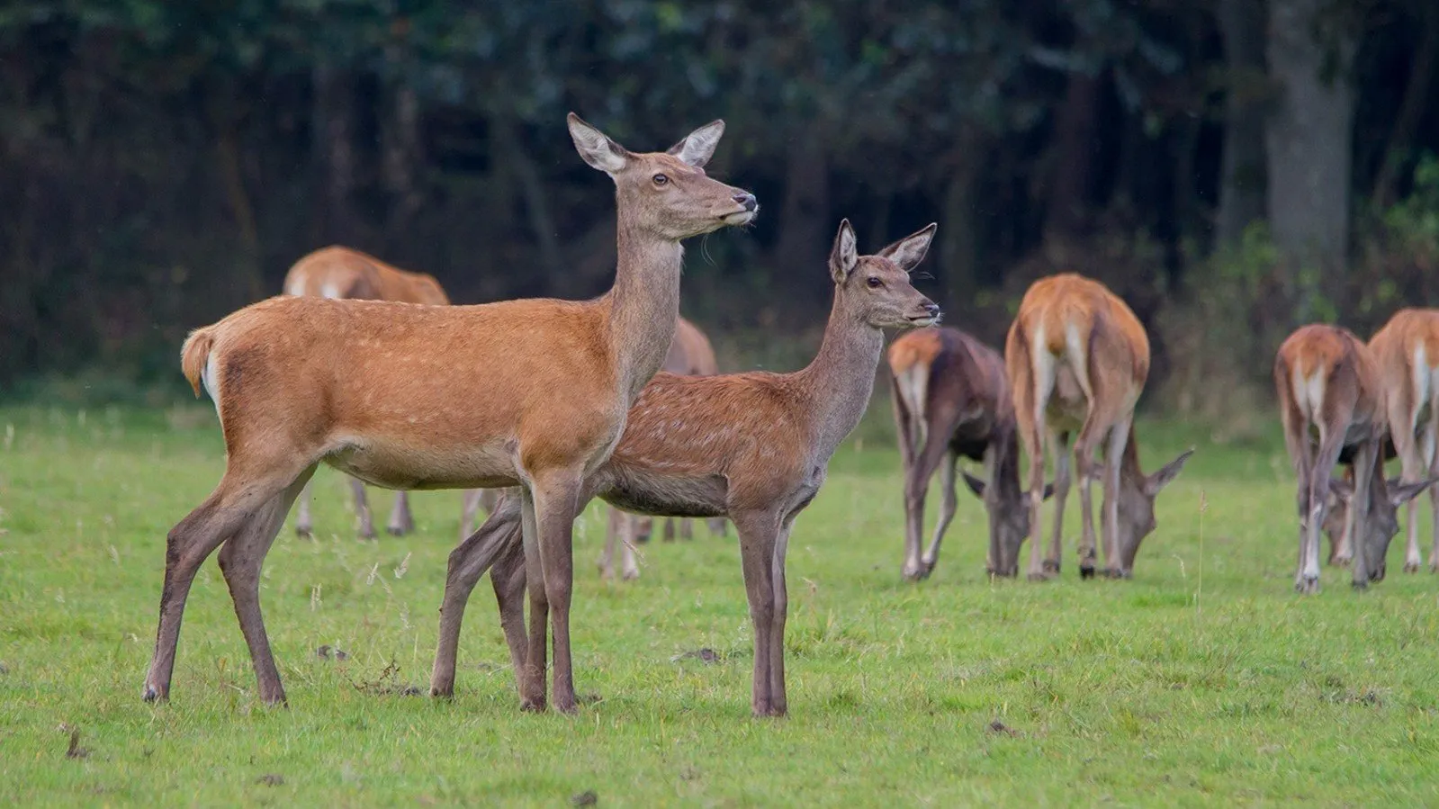 wildkansel natuurcentrum