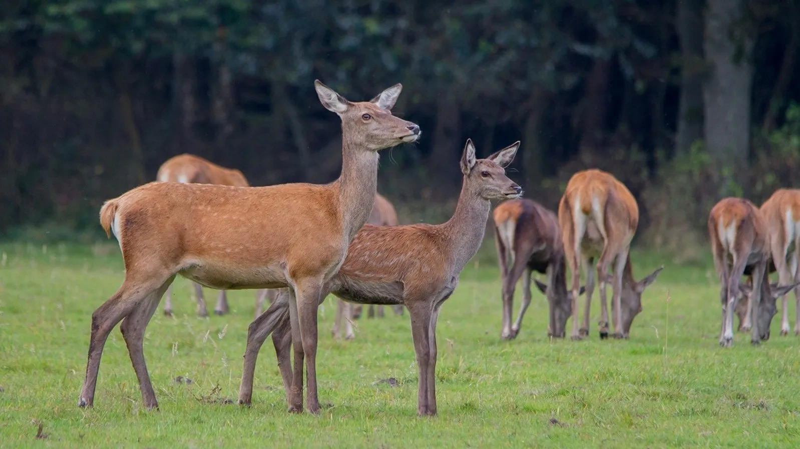 wildkansel natuurcentrum ede nieuws