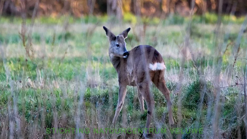 wildkanseltocht 01