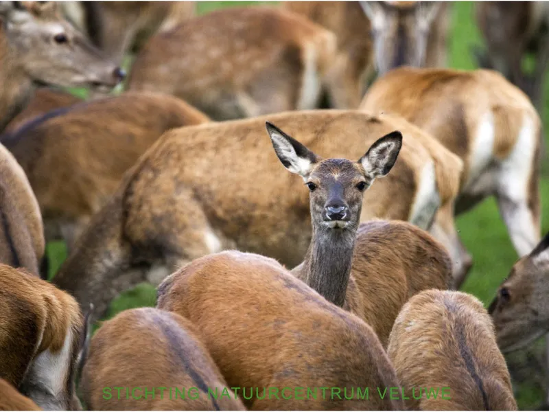 wildkanseltocht 08