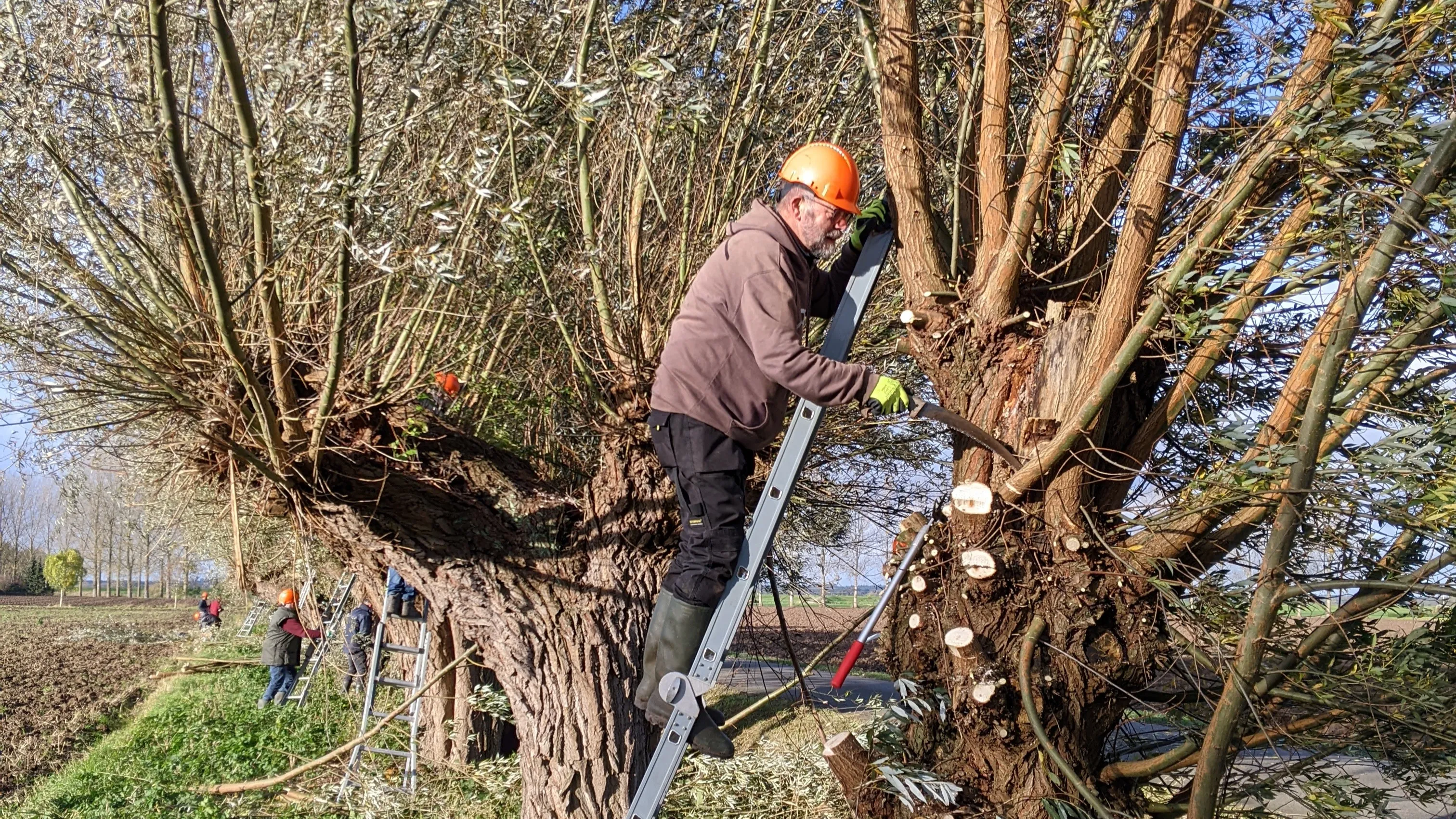 wilgen knotten slg