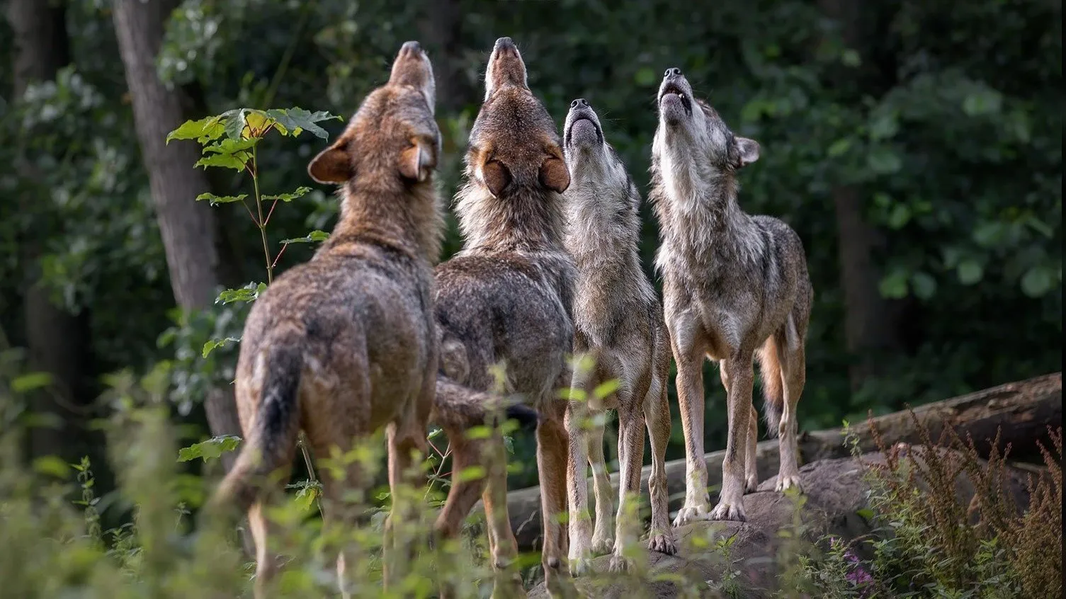 wolven 1